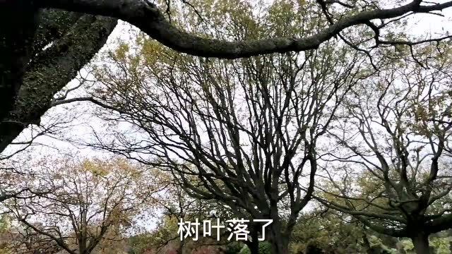 (大蒜、萝卜、包心菜;盐渍、糖醋、日晒)自制腌菜合集,腌腌不息,总有一款是您的菜