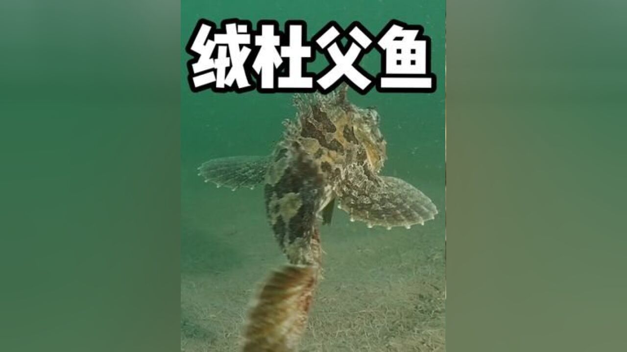 絨杜父魚 #絨杜父魚 #科普 #水下攝影 #海洋生物