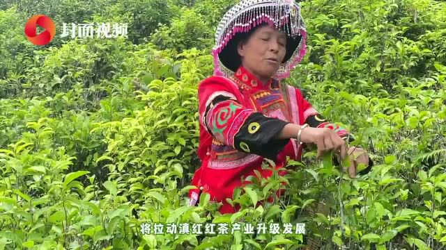 茶百道启动“定量采购”计划,助力滇红茶产业升级发展