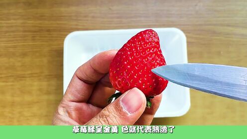 用400天种植从超市69一斤的草莓 沉浸式种植 解压又好玩