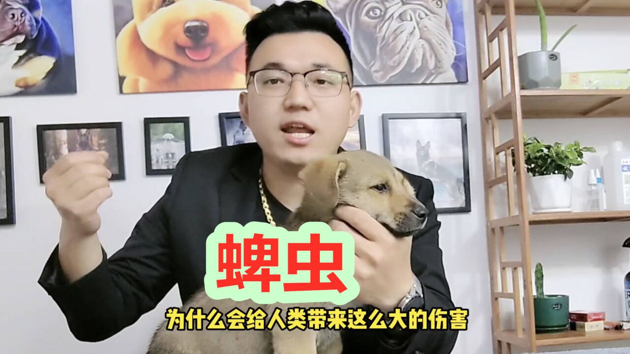 小蜱虫会造成这么大危害,养犬人和喜欢散步的朋友如何避免