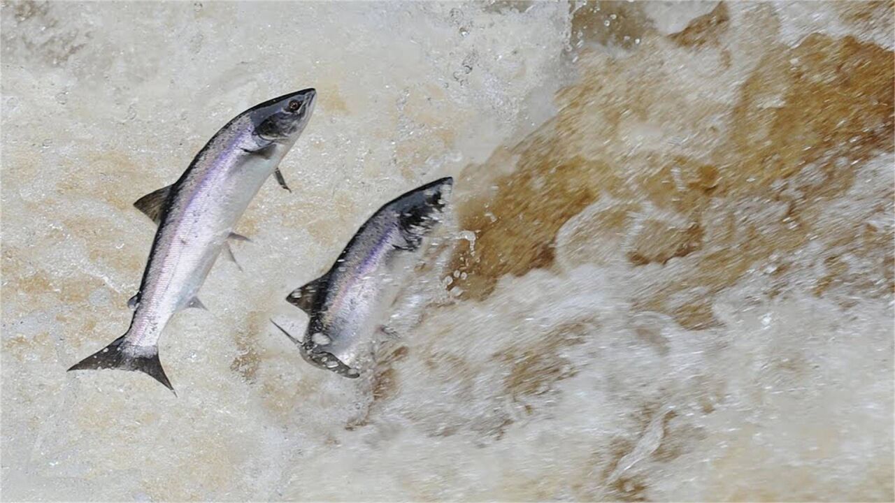 淡水魚無法在海水裡存活,那麼黃河流入大海後,魚都去哪了?