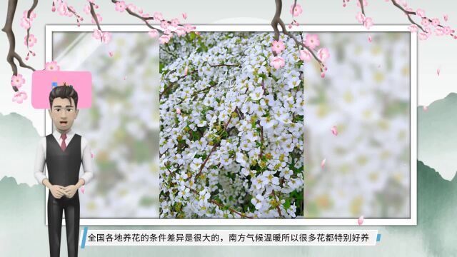 6种“北方花”,南方很少见,北方烂大街,轻松养成大花树