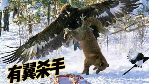 金鹰---有翼杀手，攻击人和狼！金雕VS鹿，狐狸和兔子！