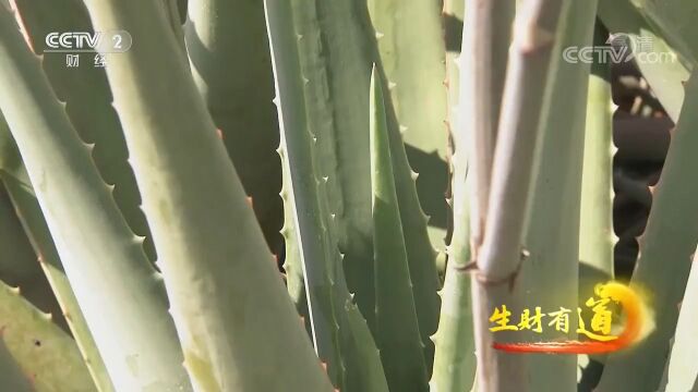 台山芦荟庄园探索新模式,充分发挥龙头企业带动作用