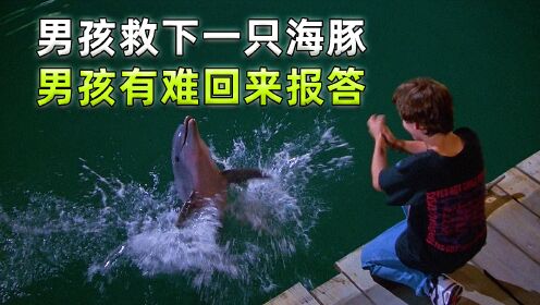男孩救下一只小海豚，男孩有难海豚鼎力相助