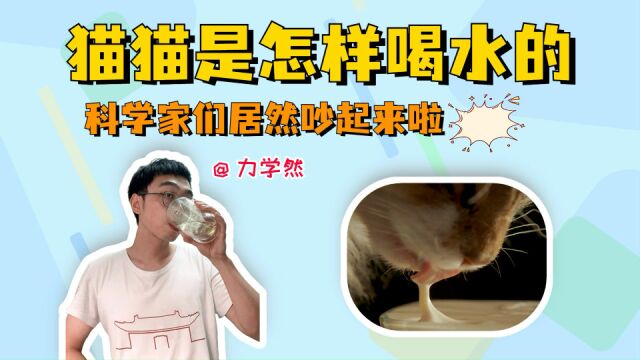 猫猫日常喝水的背后,还隐藏着一场严谨的科学争论【力学看自然】