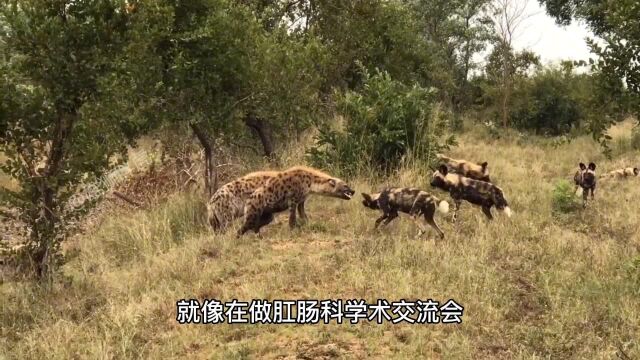 肛肠科学术交流会,鬣狗失去往日霸气,全程被野狗压制