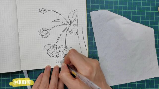 零基础针管笔线描画(花卉)系列~垂丝海棠的画法2