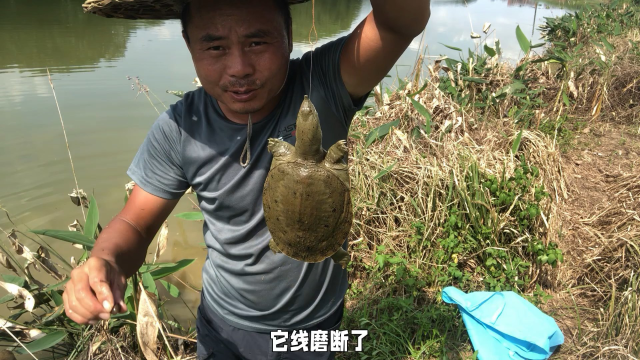 天气热起来了老鱼用猪肝钓甲鱼忙活半天钓到一只小甲鱼