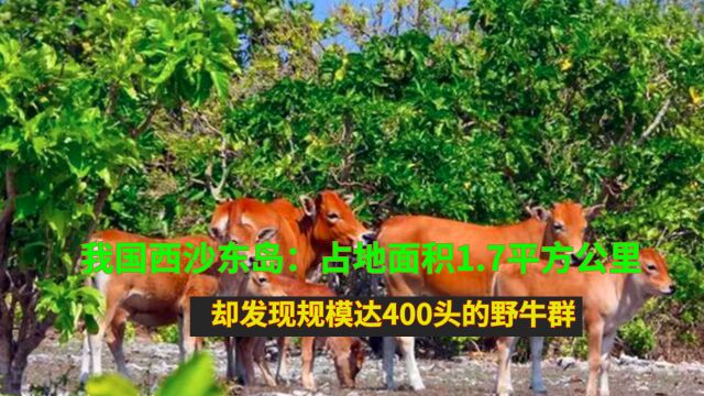 我国西沙东岛:占地面积1.7平方公里,却发现规模达400头的野牛群