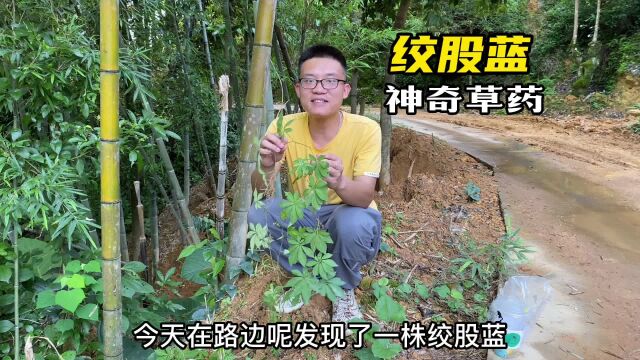 绞股蓝,被称为“南方人参”,作用厉害了,一起来认识它