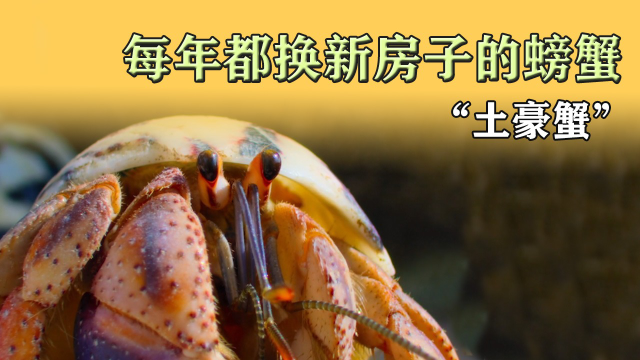 每年都换新房子的螃蟹竟然还有房产中介厉害了