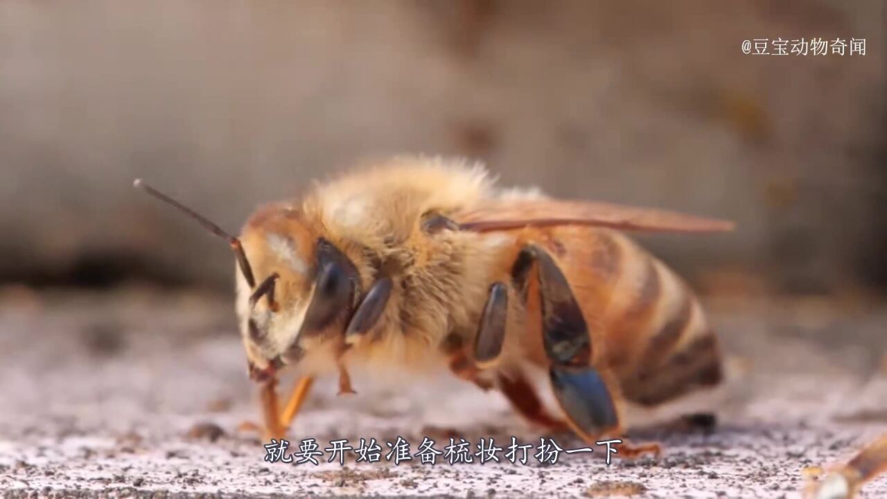 蜜蜂信息交流图片