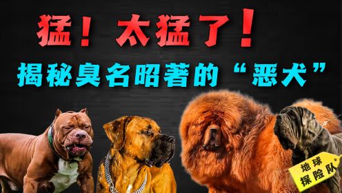 世界上最猛的狗有多可怕?事实超乎你的想象!揭秘五大“凶猛犬”_高清1080P在线观看平台_腾讯视频}