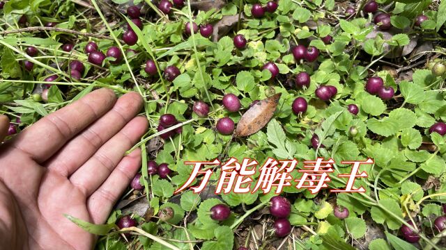 农村也少见的植物“万能解毒王”,果实用途很广泛,很多人不知道