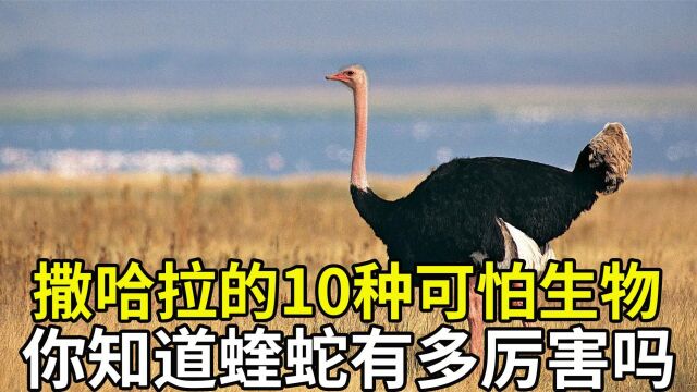 10种在撒哈拉沙漠里生存的可怕生物,你知道蝰蛇有多可怕吗?