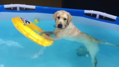 假如把狗狗放进游泳池会怎么样呢#