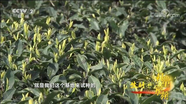 黄金芽的价值非常高,它比一般的茶叶要贵70%至80%