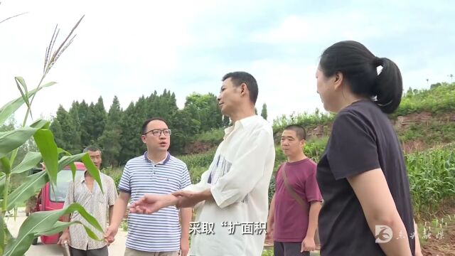 牢记嘱托 感恩奋进 担当实干奋力谱写四川发展新篇章 | 系列专访之对话东兴区农业农村局党组书记、局长罗波