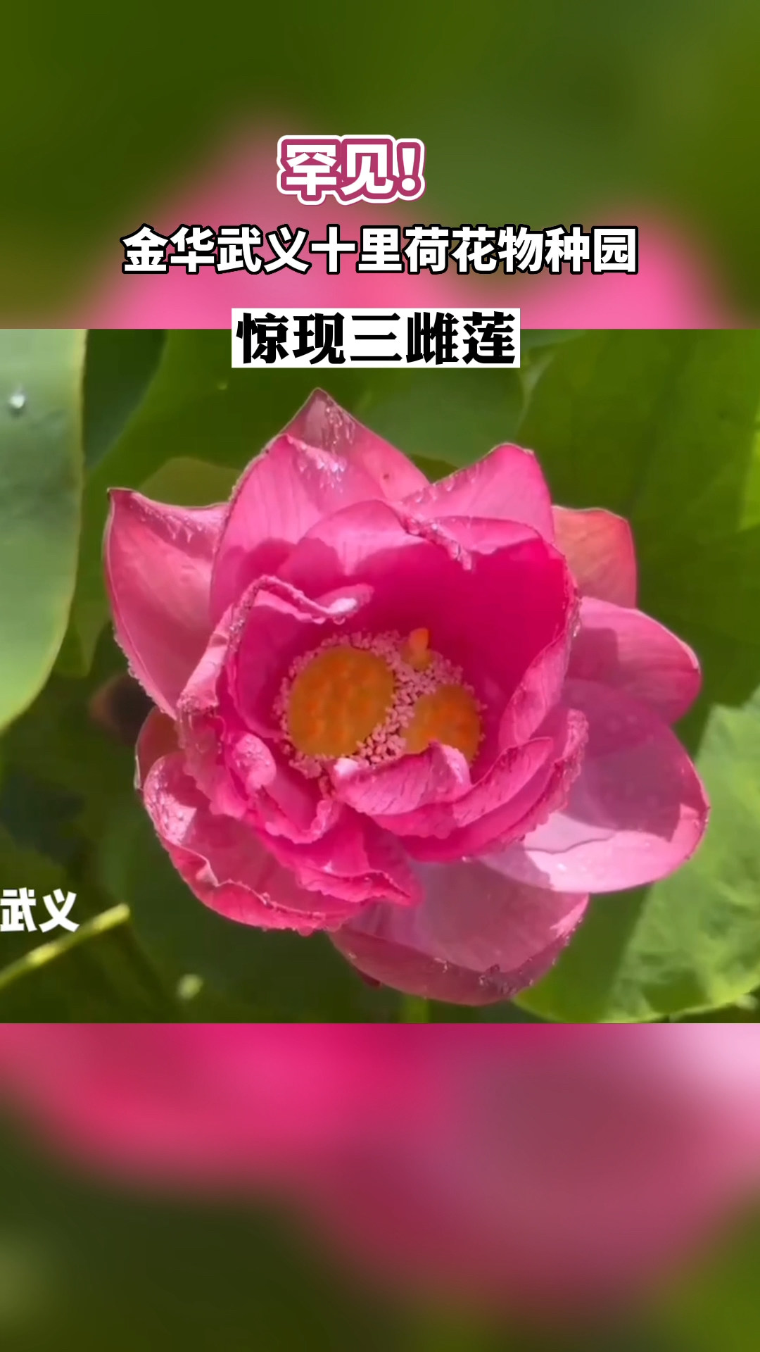 金华武义十里荷花物种园惊现三雌莲 同一花柄中出现三个莲蓬雌蕊的花