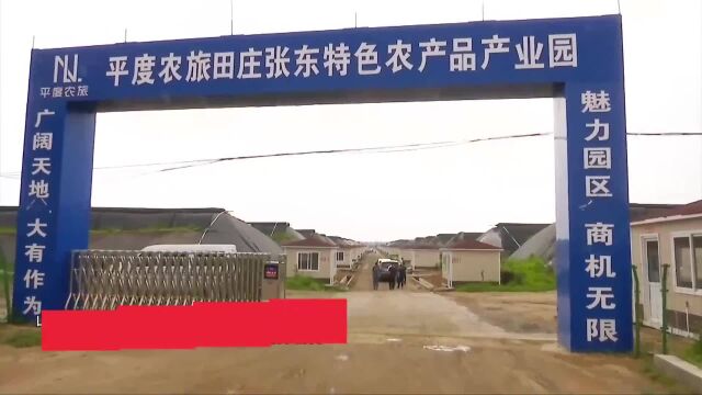 “齐”心“鲁”力山东平度:公选村支书引来乡村振兴“源头活水”