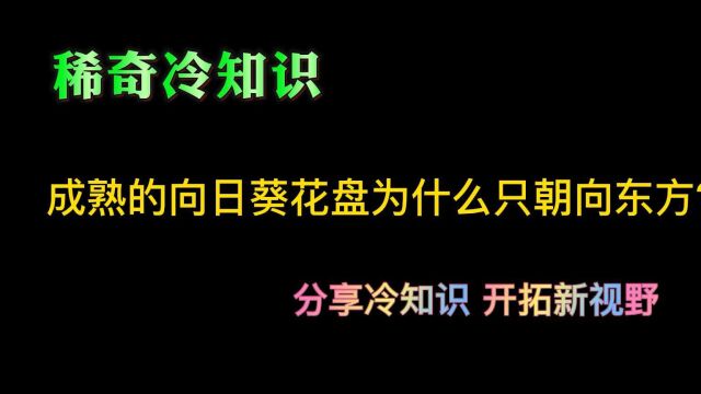 成熟的向日葵花盘为什么只朝向东方?