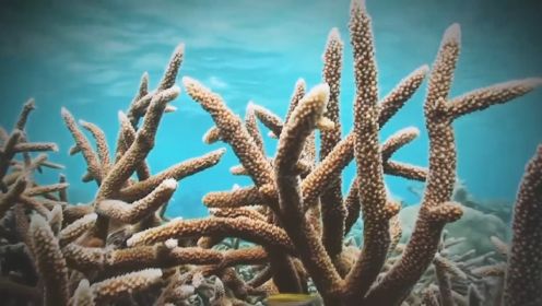 平头哥动物园（大自然的各种生物）：是什么毁灭了珊瑚礁？我们能否拯救