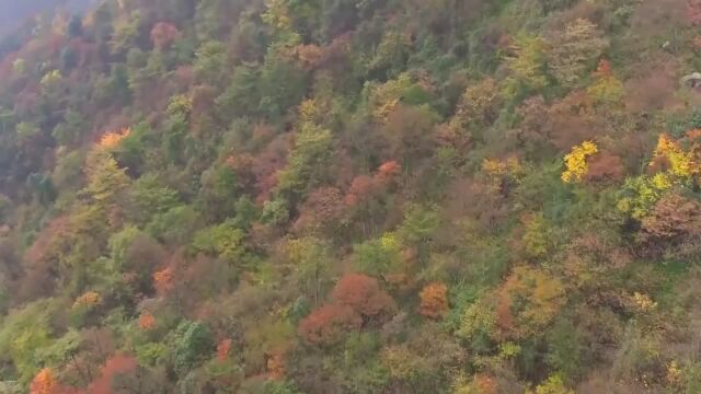 (电视通稿ⷥ›𝥆…ⷧ”Ÿ态)四川彭州又拍摄到野生成年大熊猫出没