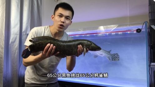 65公分国产雷龙黑鱼“挑战”凶猛鳄雀鳝，结果难以接受