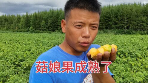 赶海日常,这么多人来抓蛤蜊