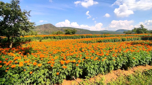 禄劝县翠华镇最美回家路