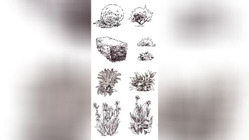 《速写建筑》第一讲 线的运用 植物的画法