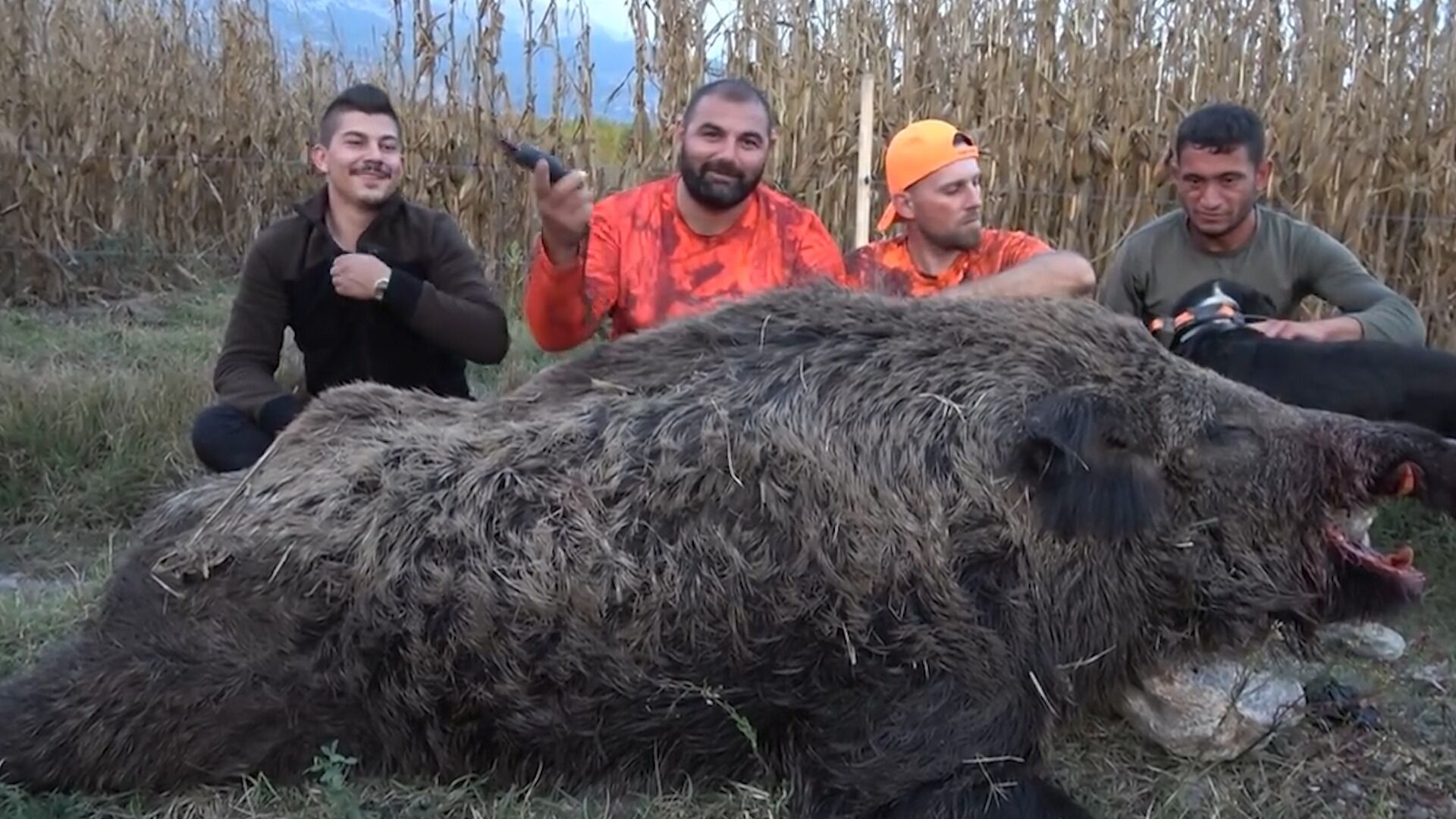 纪录片:猎人带着猎犬围捕野猪群,没想到竟捕到一只超大的野猪 