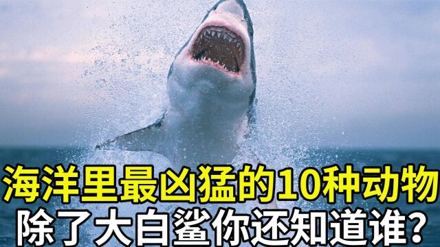 海洋里最凶猛的10种动物,大白鲨无缘前三,来看下你认识几种?