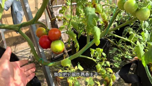 如何种植西红柿，阳台种植西红柿番茄方法，西红柿种植管理技术。