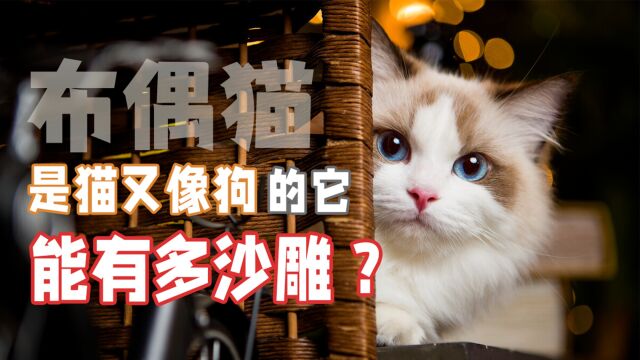 布偶猫,是猫又像狗,能有多沙雕?