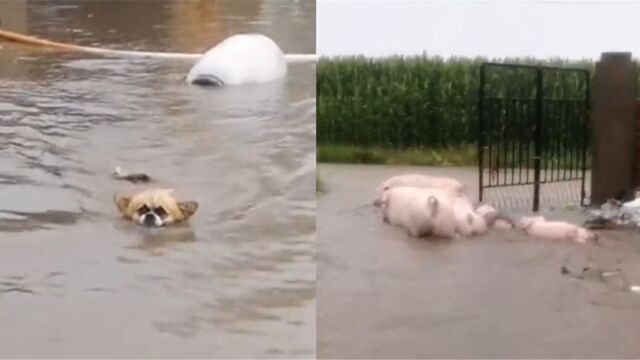 辽宁阜新遭大雨侵袭,小车遭冲走,村民自身难保放猪狗自救