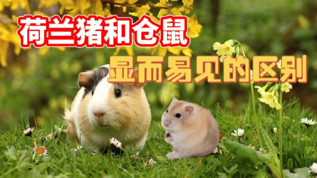 荷兰猪和仓鼠,还傻傻分不清?教你怎么区别