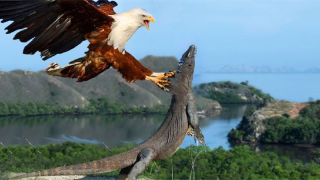 可怕的战斗老鹰攻击并将科莫多巨蜥升空2022野生动物攻击