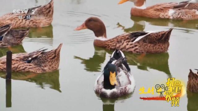 中山麻鸭以无污染水培蔬菜喂养,皮下脂肪少、肉质鲜美