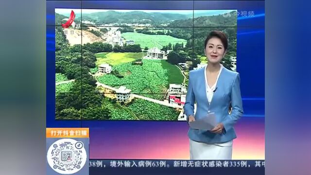 【赣闻天下】赣州信丰:美丽产业“莲”通致富路