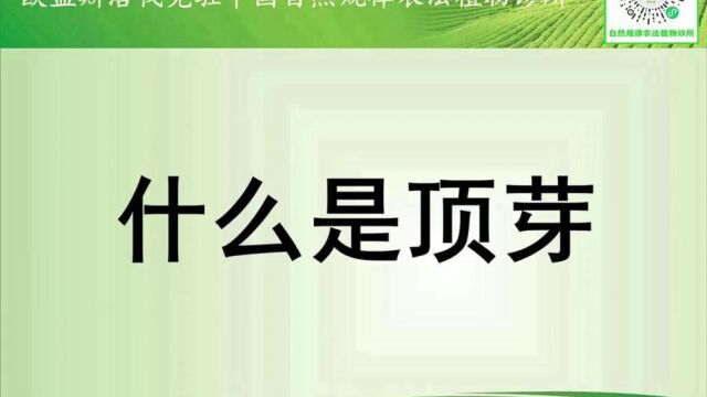 欧盟斯洛伐克驻中国自然规律农法植物诊所语音小课堂,今天的课题:什么是顶芽.