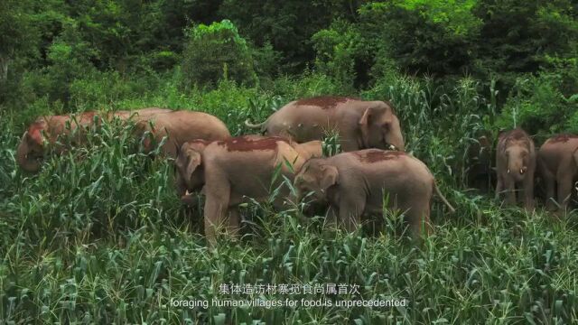 与象同行旅