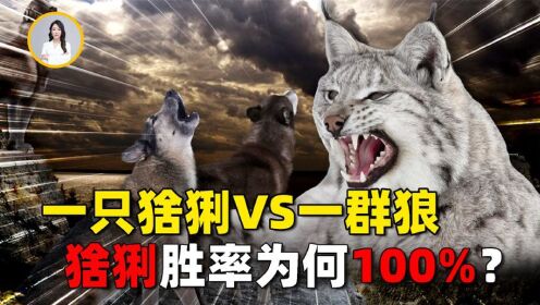 外表呆萌本性凶残!“百兽之王”猞猁,面对群狼如何做到100%胜率_高清1080P在线观看平台_腾讯视频