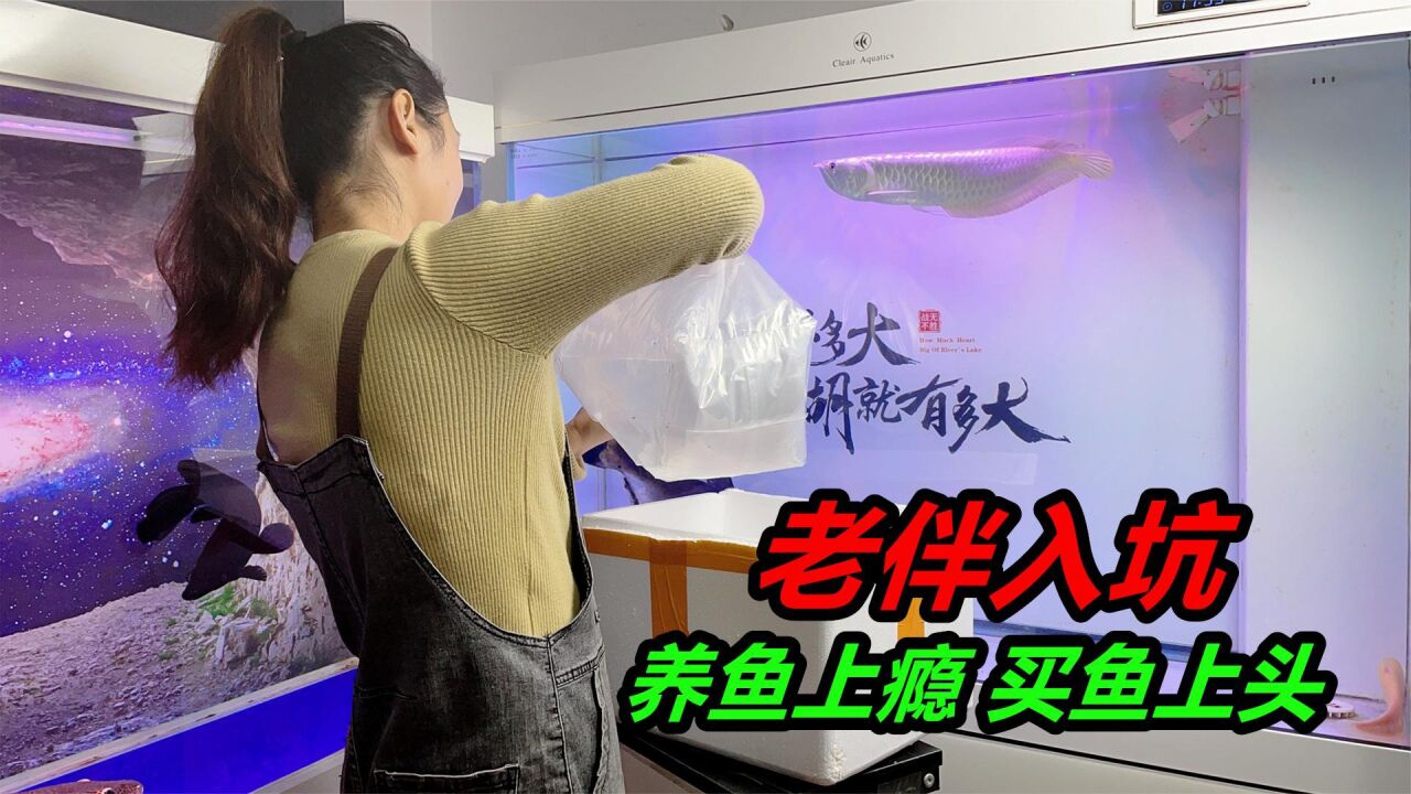 兄弟们,最近跟黄色的鱼杠上了,又买了一条黄化银龙_高清1080P在线观看平台_腾讯视频