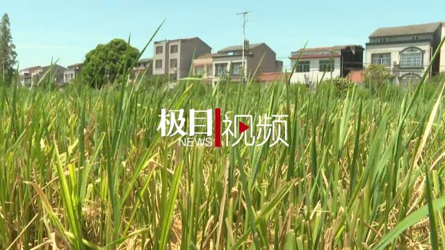 湖北石首市抗旱取水让4000亩再生稻萌发抽穗