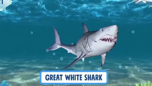 认识海洋生物系列：认识大白鲨