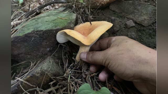 奶浆菌,还是我们云南大山才好捡,收获太赞了