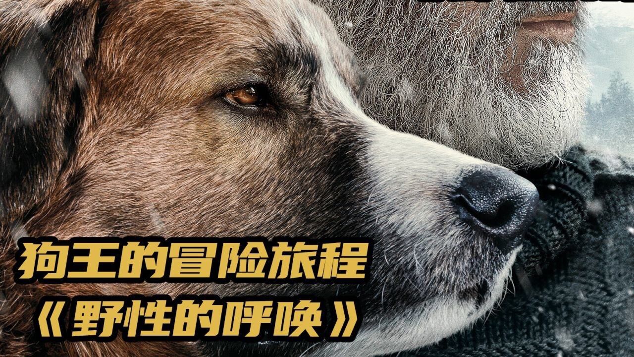 狗王的冒险旅程《野性的呼唤1》_高清1080P在线观看平台_腾讯视频